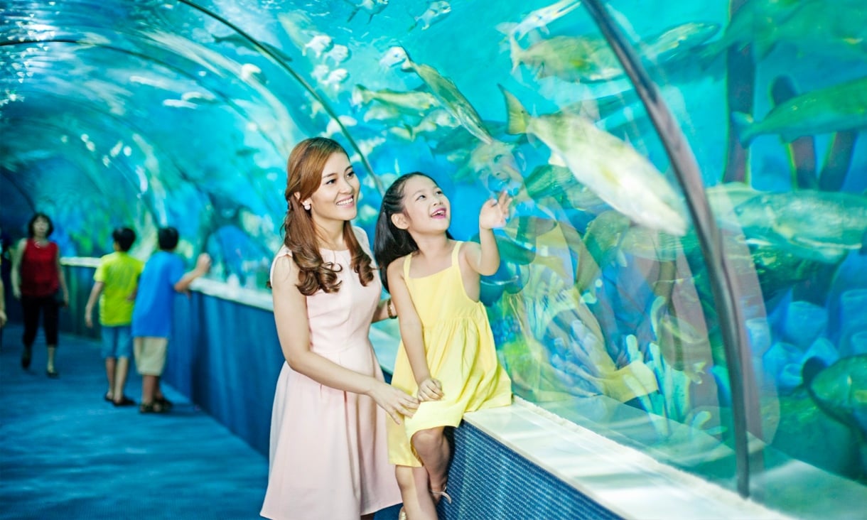 Khám phá thế giới đại dương tại thủy cung Vinpearl Aquarium