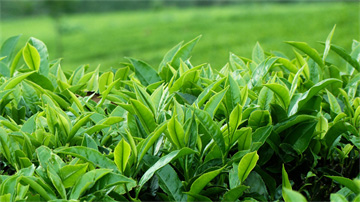 5 công dụng của trà xanh giúp bạn tươi, trẻ, khỏe, đẹp