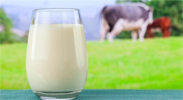 Những khác biệt giữa sữa hạt và sữa bò mà nhiều người chưa biết
