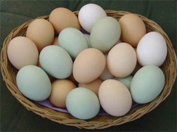 Cách chọn mua trứng gà thật từ A đến Z