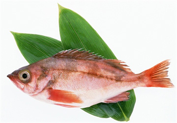 Cách phân biệt cá bị nhiễm độc