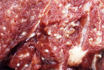 Kinh hãi: Ăn thịt lợn gạo có thể nhiễm sán dây trưởng thành lên đến 12m trong cơ thể